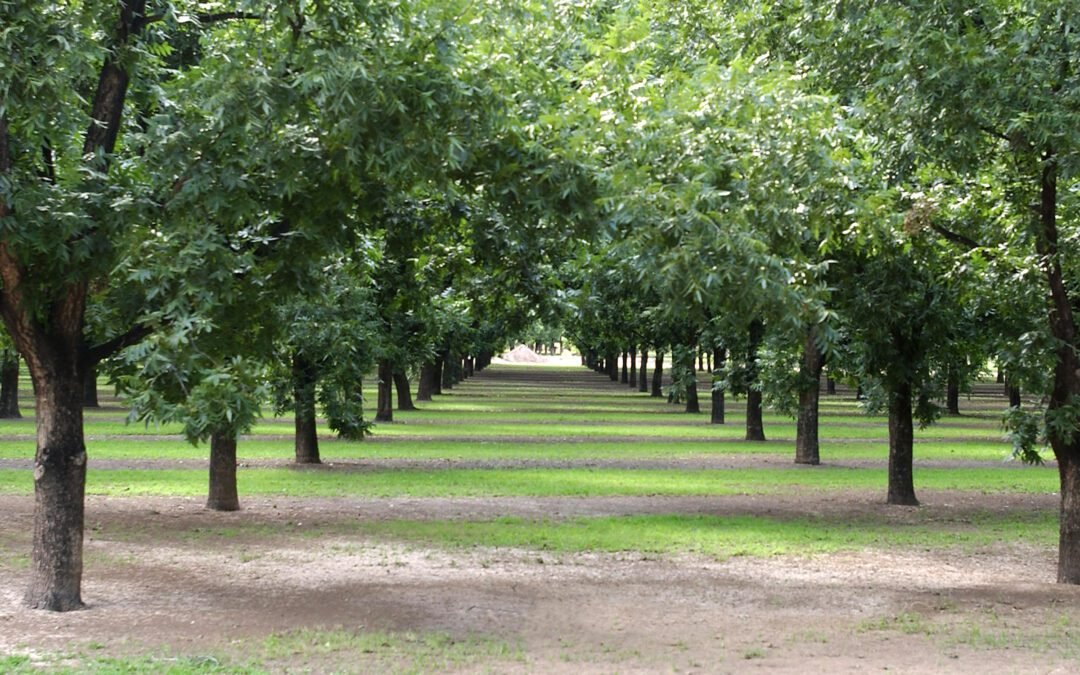 Production de noix de pécan : Un voyage au cœur de l’arboriculture