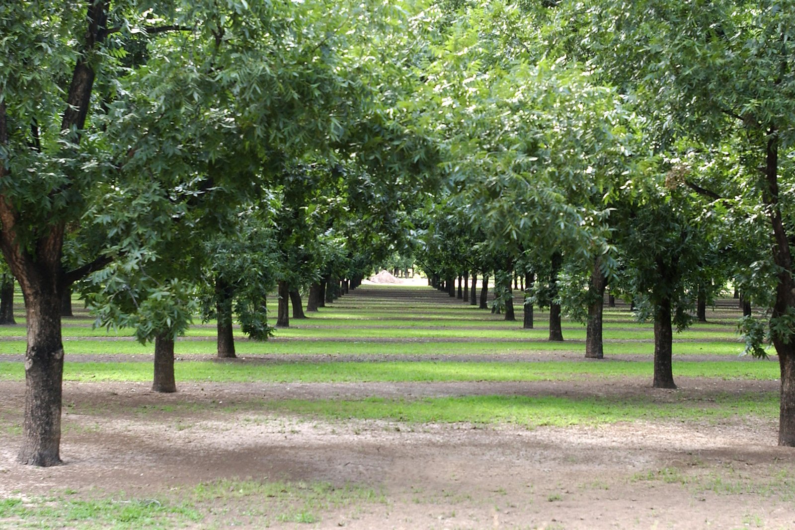 Champs d'arbres de noix de pécan